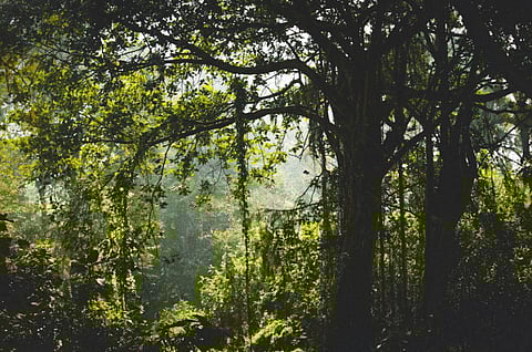 State government asks BDA, Housing Board to settle forest land for old housing projects