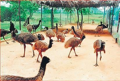 Emu birds (file photo)