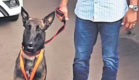 Belgian Malinois Arjun joins Ernakulam police dog squad