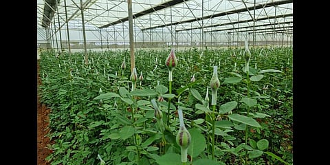 Rose from Hosur is usually exported to over 10 countries including China and Malaysia | Express