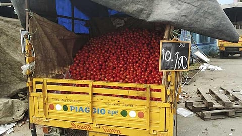 Tomato prices pick up but Dharmapuri farmers still feel the squeeze