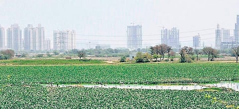 Wetland (Representational Image)