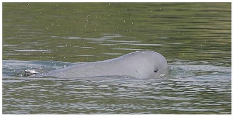 A Mekong River dolphin appears on Mekong River at Kampi village, Kratie province, north-east of Phnom Penh, Cambodia. (Photo: AP)
