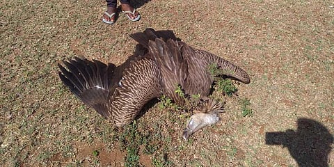 Electrocuted Himalayan vulture
