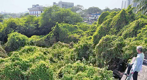 Thickets on the disputed land in Thirumangalam | R Satish Babu