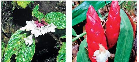 Ophiorrhiza Medogensis, Zingiber Neotruncatum Var. Ramsawmii