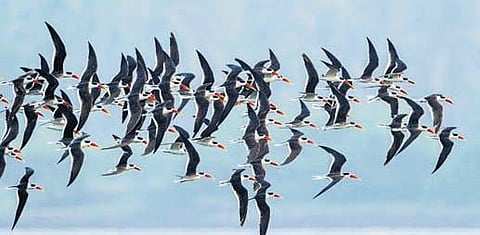 A flock of the Indian skimmer, an endangered bird species. (Photo| EPS)