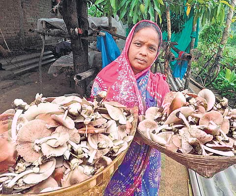 A woman with her mushroom harvest in Fuldhudhi village (Photo| EPS)