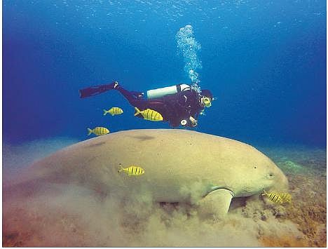 TN begins work on India’s first dugong reserve in Palk Bay