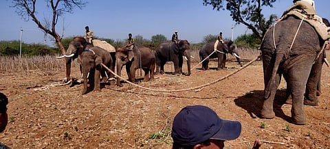 Wild tusker 'honeytrapped' in Haveri, relocated to Bhadra Tiger Reserve