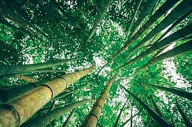 Now, farmers in AP can cultivate bamboo as it is not a ‘wild plant’ anymore