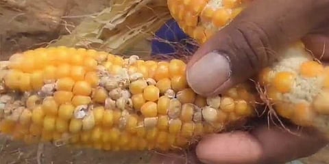 Only 150 grains seen in corncobs, while normally it is 500-600, claim ryots | Express