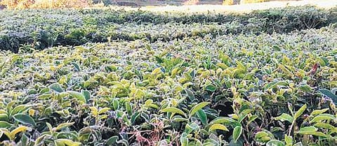 Unusual weather: Mercury up in Kerala, Munnar freezes