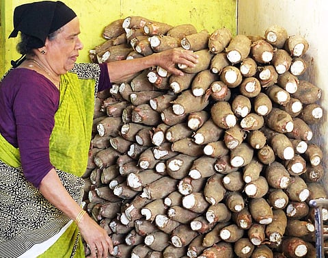 Image of tapioca used for representational purpose (File Photo | Kaviyoor Santhosh/EPS)