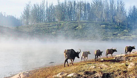 Thick layer of fog witnessed in Ooty in The Nilgiris district on Friday | Express
