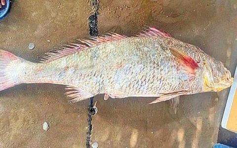 ‘Kachidi’ Fish (Photo | EPS)