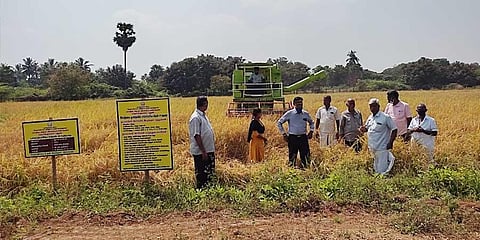 Traditional paddy varieties — Kichadi samba and Thuyamalli — grown on five-acre seed farm in Neikuppai Pudhur village in Lalgudi block | Express