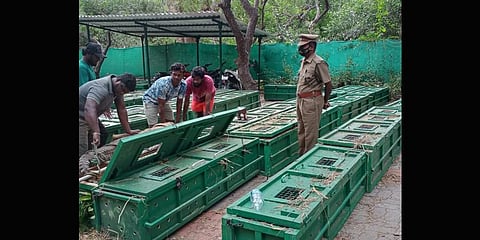 Crocodiles being moved into holding boxes for transportation at the Madras crocodile bank | Express