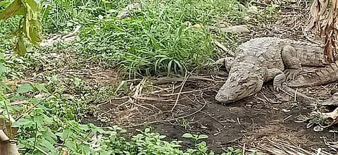 A crocodile on the banks of the Kali River in Dandeli (Photo | Express)
