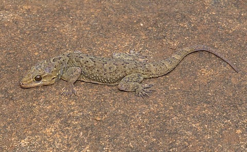 New species of Gecko Hemidactylus easai seen in  Attapadi hills. (Photo | Sandeep Das)