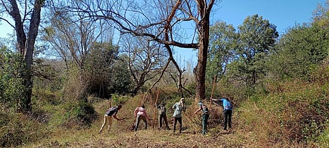 Restoring the forest ecosystem after removing the senna will help improve the habitat, and ensure food and water to the wild animals.