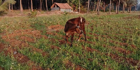 Tiruppur district farmers let cattle graze fields as ladies’ finger price drops to Rs 10 per kg