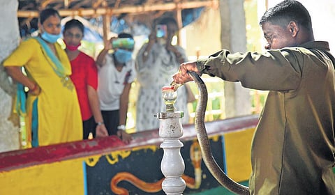 File photo of venom being extracted from a snake at Crocodile Bank in Chennai | Express