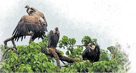 TN plans census of critically endangered vultures
