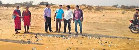 Fisheries and pollution control board officials at Visakhapatnam’s Tikkavanipalem beach, where a large quantiy of fish washed up on Monday | express