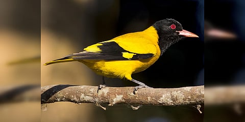 Black-hooded oriole