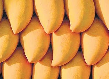 High moisture content in soil to affect mango yield