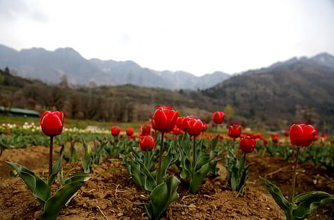 Besides tulips, the garden, spread over an area of about 30 hectares, has Muscari Daffodil, Hyssen and other types of flowers to attract the visitors. (File | AP)