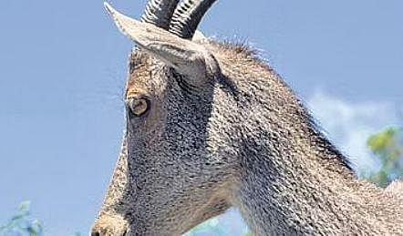 Special project to protect endangered Nilgiri Tahr