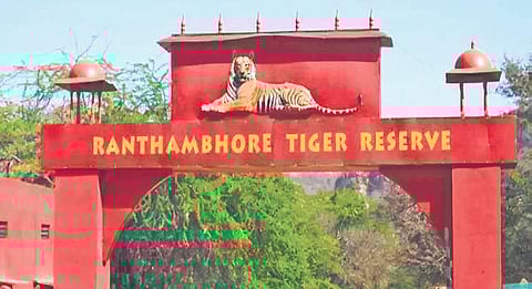 Over a dozen Ranthambhore tigers missing, forest officials have no answer