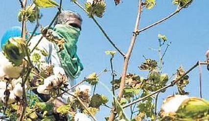 A farmer working on a cotton field near Tiruchy | MK Ashok Kumar