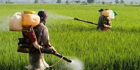 Use of wrong fertiliser damaged paddy crop: KVK