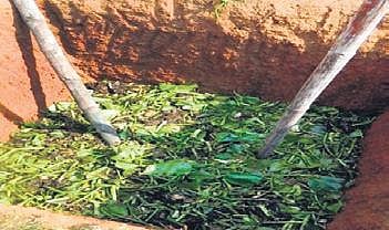 Jharkhand professor finds a green solution to water hyacinth problem