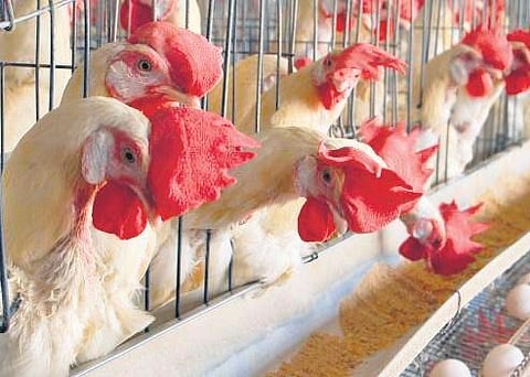 Thiruvananthapuram corporation turns blind eye to poultry waste menace