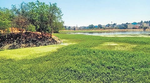 Algae bloom in Vibhutipura lake at LB Shastri Nagar due to poor maintenance