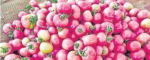 Pink tomato variety developed by P Saidaiah, Associate Professor, College of Horticulture, Mojerla, Sri Konda Laxman Telangana State Horticultural University