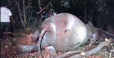 Carcass of the adult female elephant in Kuldiha | Express