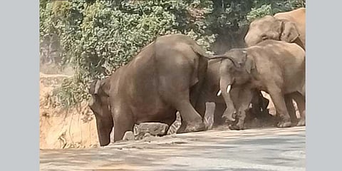 Facilitate animal movement, forest dept tells NHAI