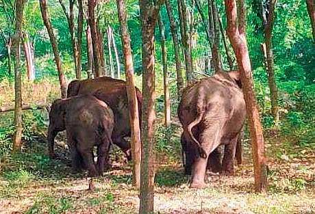 Palappilly residents send jumbo SOS to government