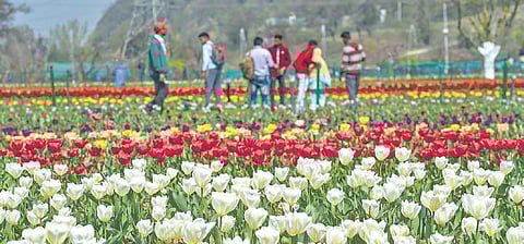 Tireless toil for a year to make tulips bloom