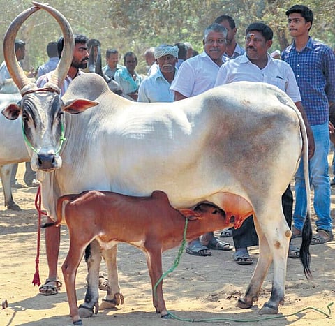 The breed gives 1-1.5 litres of highly nutritious milk a day. The low conception rate, however, has emerged as an issue. ( Photo | EPS)