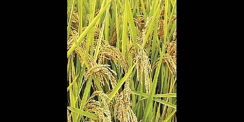 Paddy row is KCR’s bypoll loss angst: Union Minister for Tourism and Culture Kishan Reddy