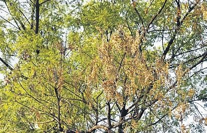 Neem trees are also being infested by a parasite creeper called Loranthus. ( Photo | EPS)