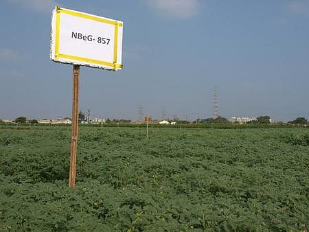 The new variety Bengal Gram grown at RARS in Nandyal of Kurnool district. ( File Photo)