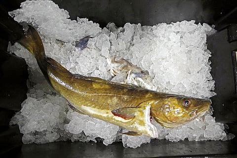 In this Oct. 29, 2015, file photo, a cod to be auctioned sits on ice at the Portland Fish Exchange, in Portland, Maine. (Photo | AP)