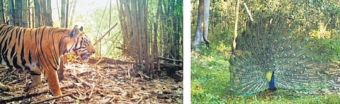 Forest officials have identified 232 species of birds and 14 species of amphibians using camera traps at Papikonda National Park along river Godavari. ( Photo | EPS)